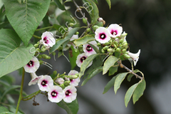 Ipomoea staphylina
